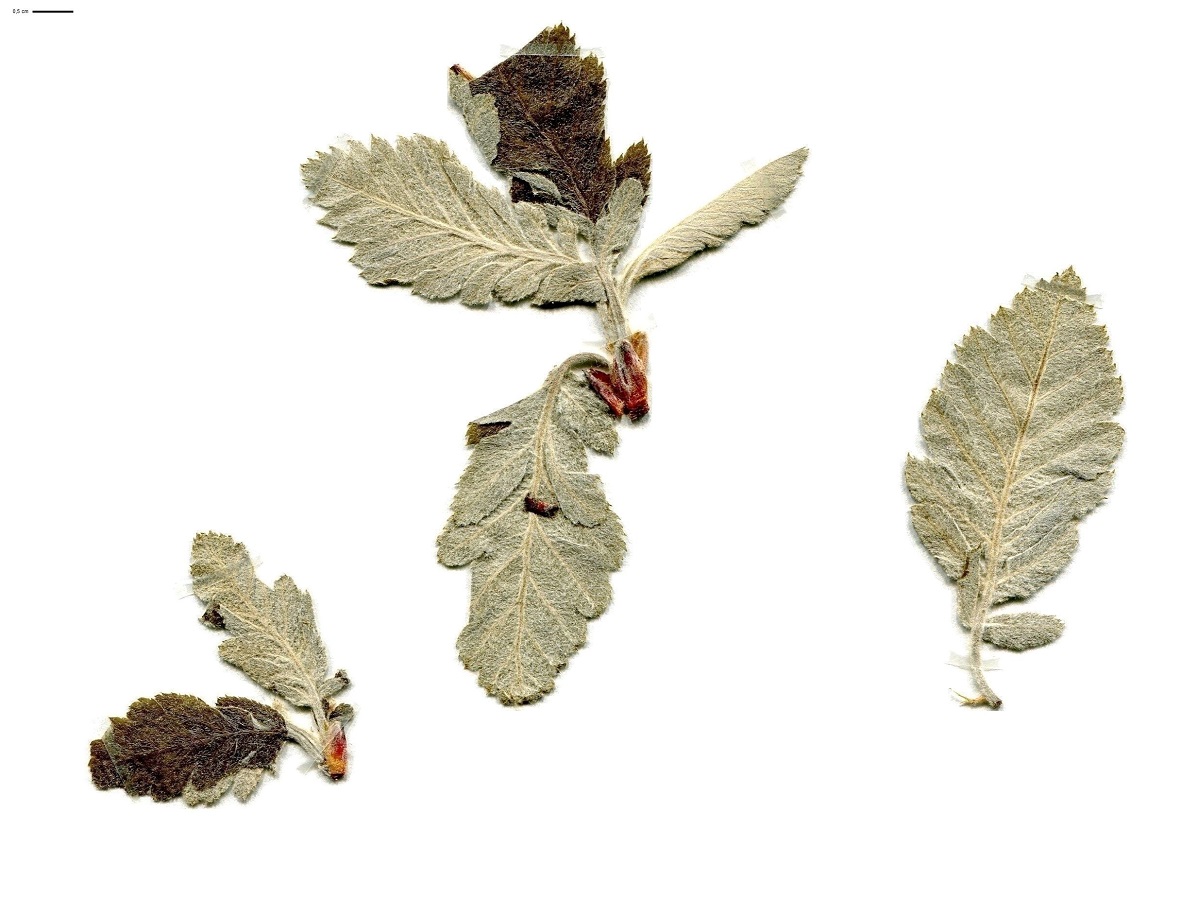 Sorbus aria x S. aucuparia subsp. aucuparia (Rosaceae)